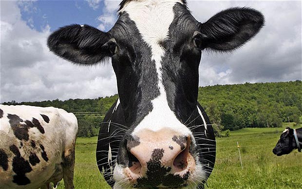 Cows are remarkably awesome animals