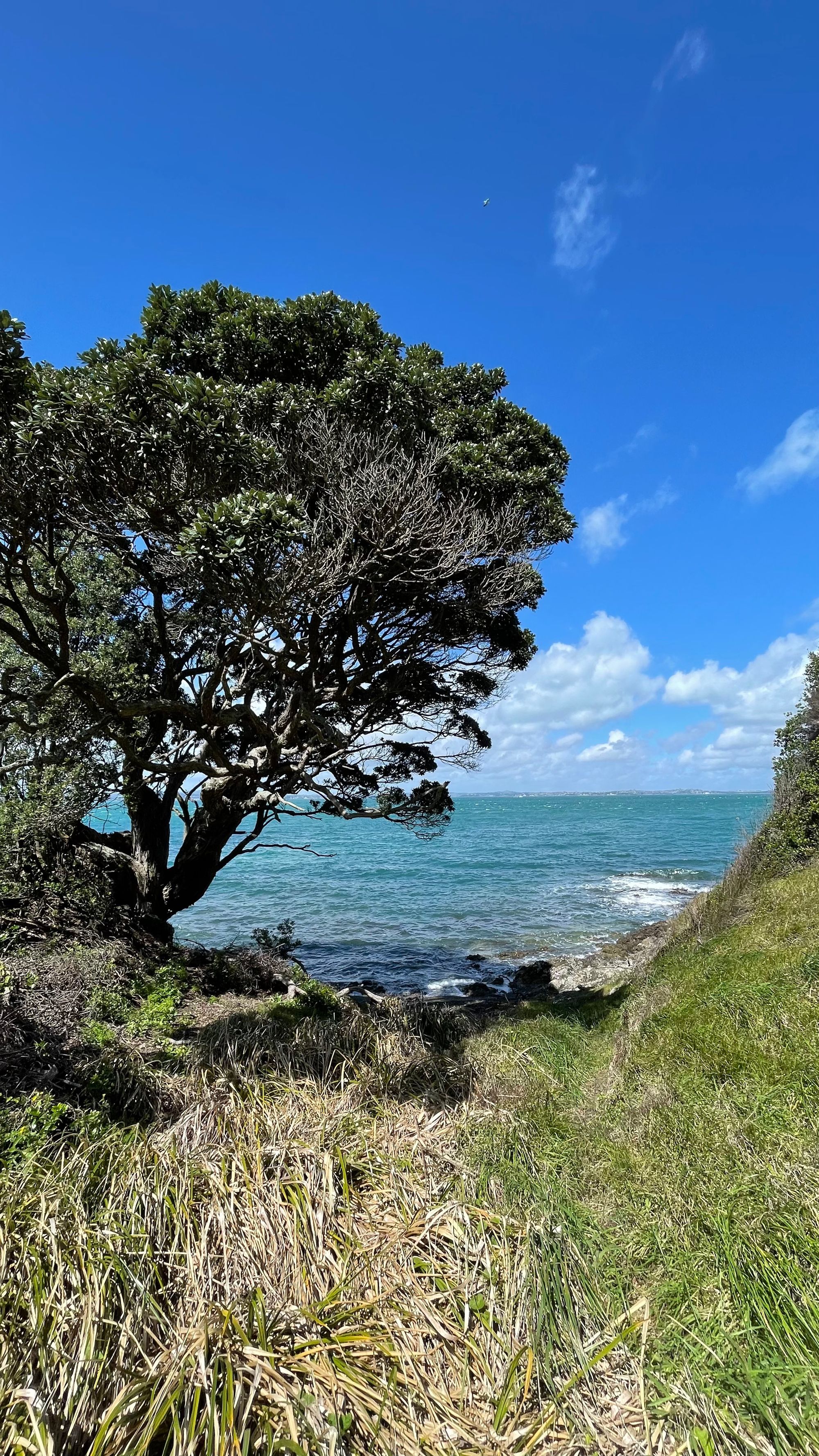 Walking Waiheke - Park Point