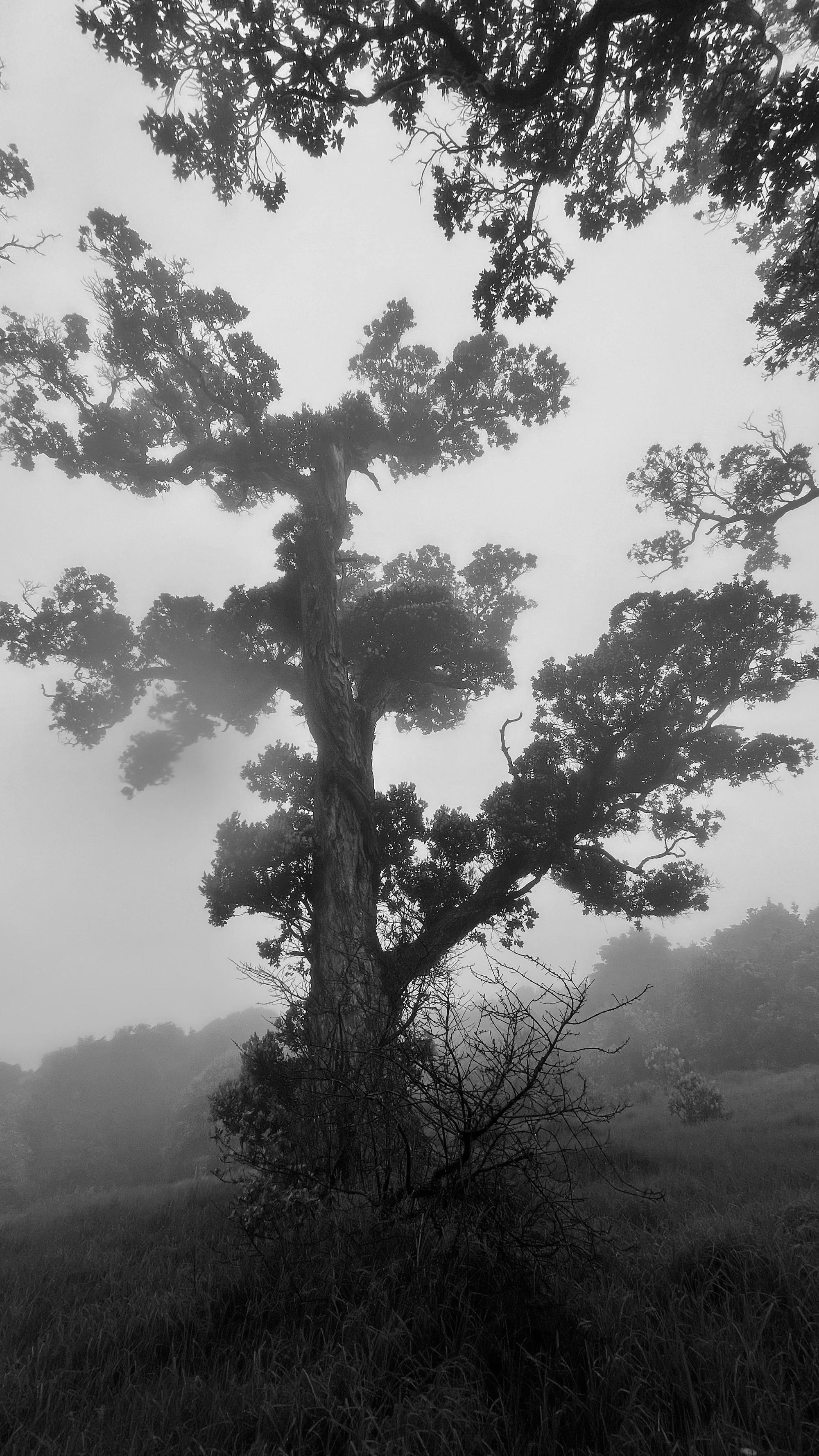 Walking Waiheke - Onetangi in the rain